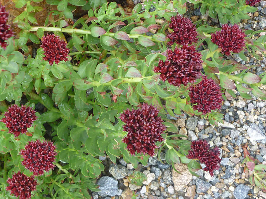 Unlocking the Secrets of Rhodiola: A Powerful Adaptogen for Stress Relief and Energy Boost