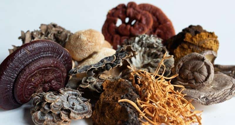 What are Functional Mushrooms: The Fungi with Superpowers used by traditional Chinese medicine and folk herbalism for thousands of years