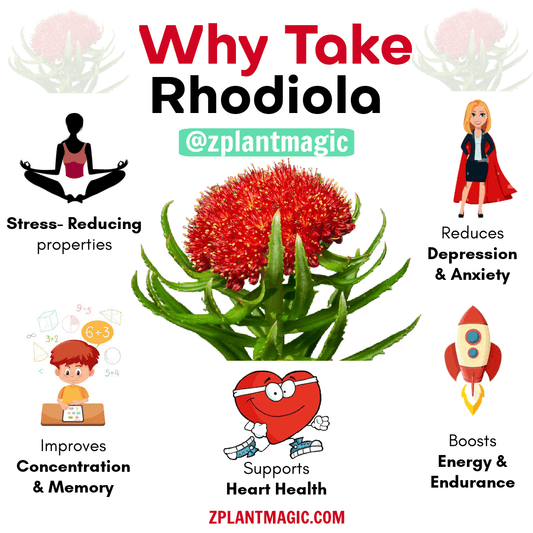 Rhodiola flower and a list of images describing the various beniftis such as stress relief, anxiety relief, concentration improvement, heart health support, and energy boost