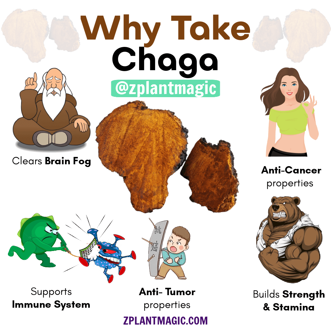 Why Take Chaga Mushroom?